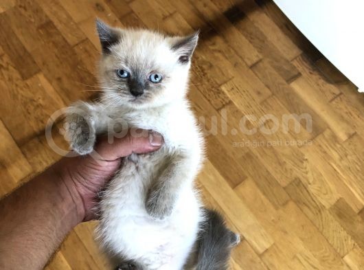 Bluepoi̇nt Bri̇ti̇sh Shorthai̇r Yavrularimiz görsel