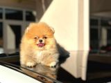 Mini boy pomerian yavrumuz