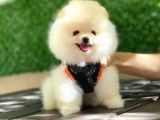 Pomeranian Boo Yavrular