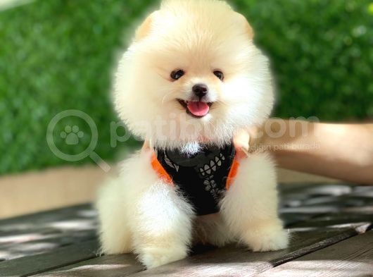 Pomeranian Boo Yavrular görsel