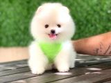 Pomeranian Boo Yavrular
