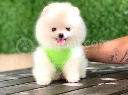 Pomeranian Boo Yavrular görsel