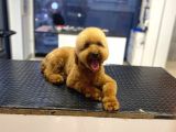 18 aylık Toy Poodle Yavrumuz Coffee