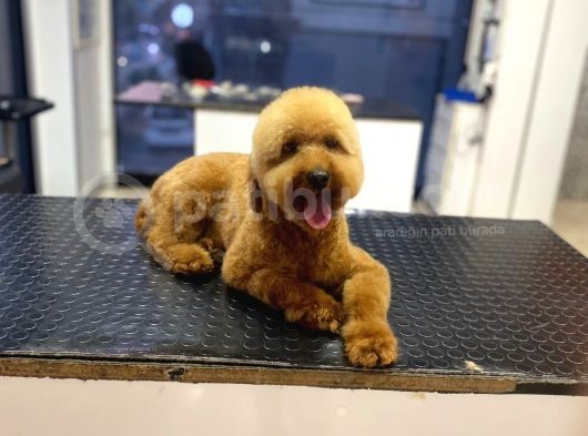 18 Aylık Toy Poodle Yavrumuz Coffee