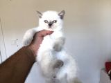 Bluepoi̇nt Bri̇ti̇sh Shorthai̇r Yavrularimiz