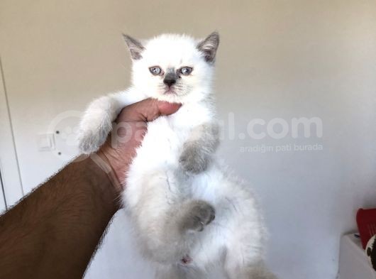 Bluepoi̇nt Bri̇ti̇sh Shorthai̇r Yavrularimiz görsel