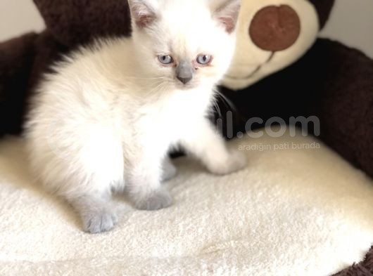 Bluepoi̇nt Bri̇ti̇sh Shorthai̇r Yavrularimiz görsel