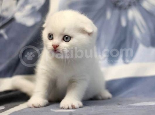 Show Kalite Scotti̇sh Fold Yavrularimiz görsel