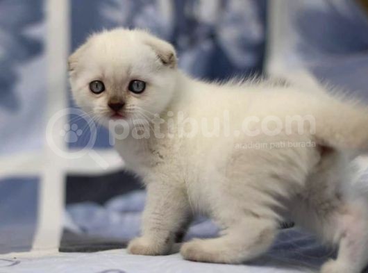 Show Kalite Scotti̇sh Fold Yavrularimiz görsel