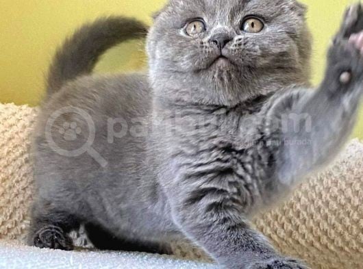 Efsane Scotti̇sh Fold Yavrularimiz görsel