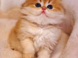 Top Kafa Ayi Surat Bri̇ti̇sh Shorthai̇r Bebekleri̇mi̇z