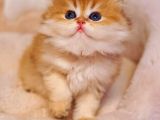 Top Kafa Ayi Surat Bri̇ti̇sh Shorthai̇r Bebekleri̇mi̇z