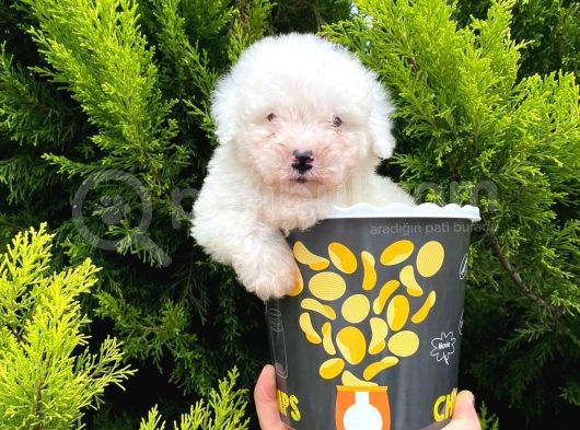 Maltesse Terri̇er  