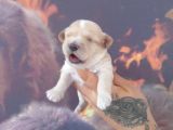Maltipoo Yavrular