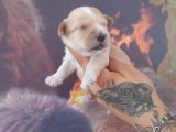 Maltipoo Yavrular
