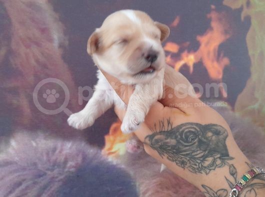 Maltipoo Yavrular görsel