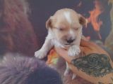 Maltipoo Yavrular