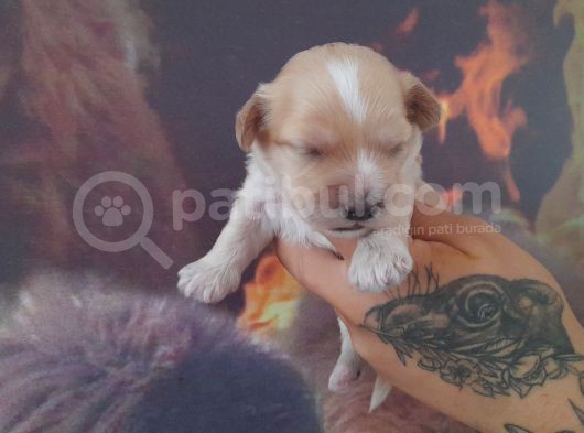 Maltipoo Yavrular görsel