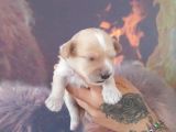 Maltipoo yavrular