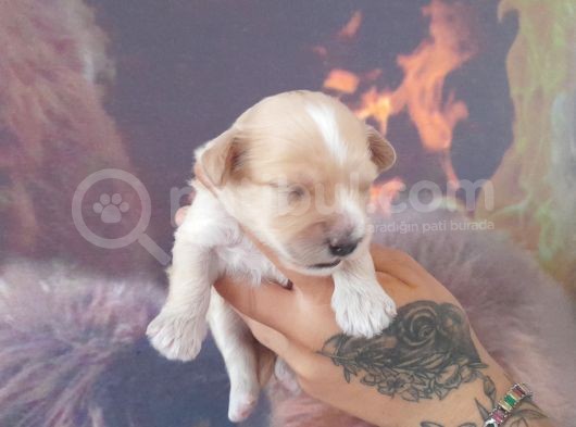 Maltipoo Yavrular