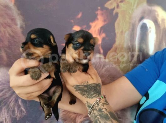 Teacup Yorkshire Bebeklerimiz görsel