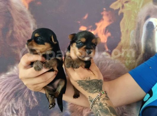 Teacup Yorkshire Bebeklerimiz görsel