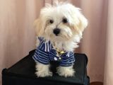 Kg Garantili Maltipoo Yavru