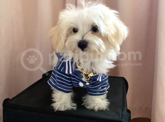Kg Garantili Maltipoo Yavru görsel
