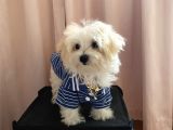 Kg Garantili Maltipoo Yavru