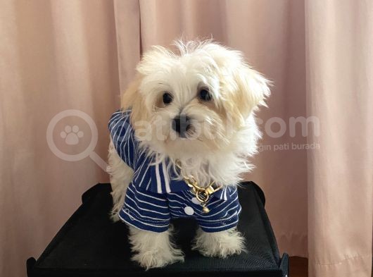 Kg Garantili Maltipoo Yavru görsel