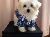 Kg Garantili Maltipoo Yavru
