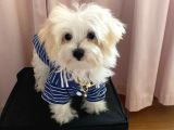 Kg Garantili Maltipoo Yavru