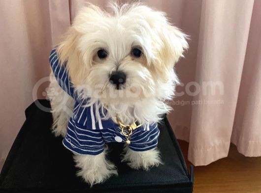 Kg Garantili Maltipoo Yavru görsel