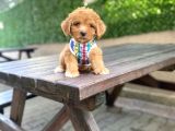 Orjinal Maltipoo Yavrularımız