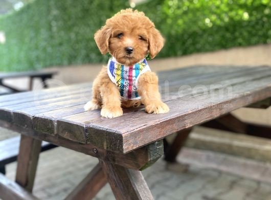 Orjinal Maltipoo Yavrularımız görsel