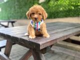 Orjinal Maltipoo Yavrularımız