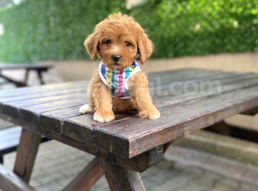Orjinal Maltipoo Yavrularımız görsel