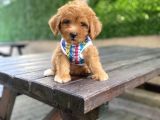 Orjinal Maltipoo Yavrularımız