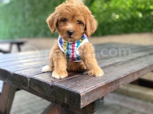 Orjinal Maltipoo Yavrularımız görsel