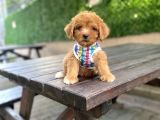 Orjinal Maltipoo Yavrularımız