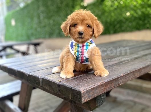Orjinal Maltipoo Yavrularımız