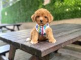 Orjinal Maltipoo Yavrularımız