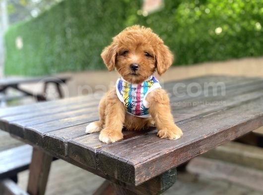 Orjinal Maltipoo Yavrularımız görsel