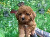 Orjinal Maltipoo Yavrularımız