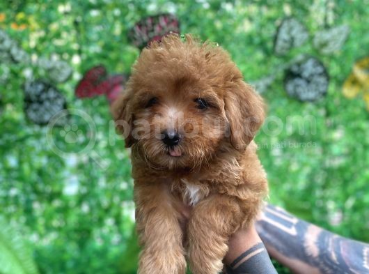Orjinal Maltipoo Yavrularımız görsel