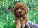 Orjinal Maltipoo Yavrularımız