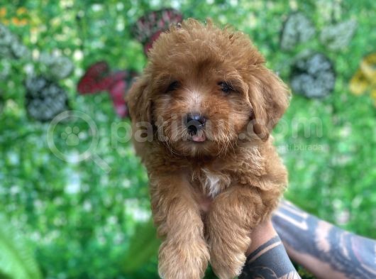 Orjinal Maltipoo Yavrularımız görsel