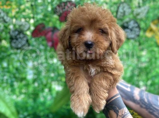 Orjinal Maltipoo Yavrularımız görsel