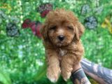 Orjinal Maltipoo Yavrularımız