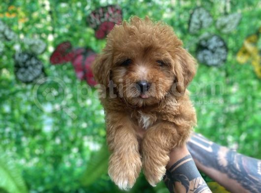 Orjinal Maltipoo Yavrularımız görsel